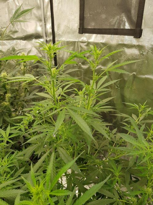 Pineapple Express Auto - Breeder Test. Week 9 - Tag 60 Seed Supplier