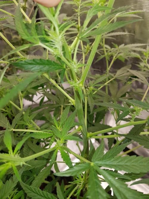 Pineapple Express Auto - Breeder Test. Week 9 - Tag 60 Seed Supplier hat einen zweiten Haupttrieb entwickelt?