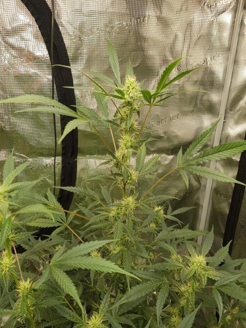 Pineapple Express Auto - Breeder Test. Week 9 - Tag 60 Fast Buds