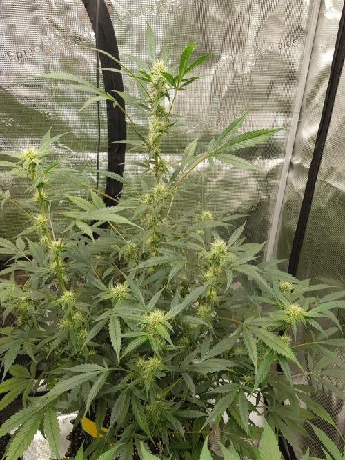 Pineapple Express Auto - Breeder Test. Week 9 - Tag 60 Fast Buds