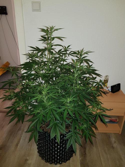 Pineapple Express Auto - Breeder Test. Week 9 - Tag 61 Seed Supplier