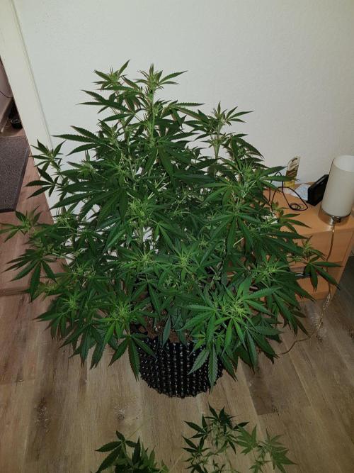 Pineapple Express Auto - Breeder Test. Week 9 - Tag 61 Seed Supplier