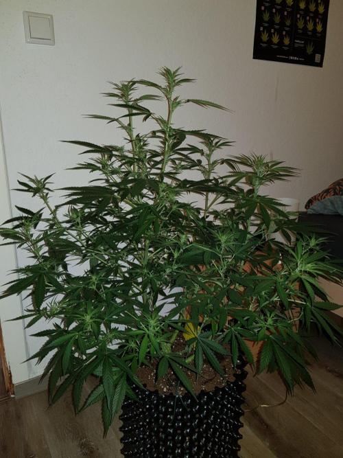 Pineapple Express Auto - Breeder Test. Week 9 - Tag 61 Seed Supplier