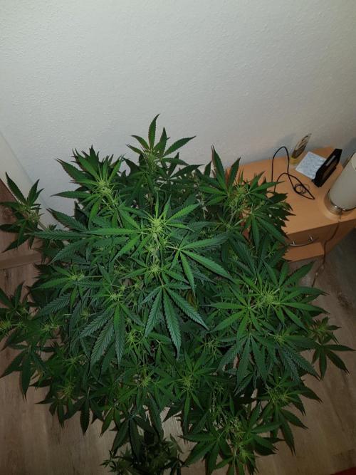 Pineapple Express Auto - Breeder Test. Week 9 - Tag 61 Seed Supplier