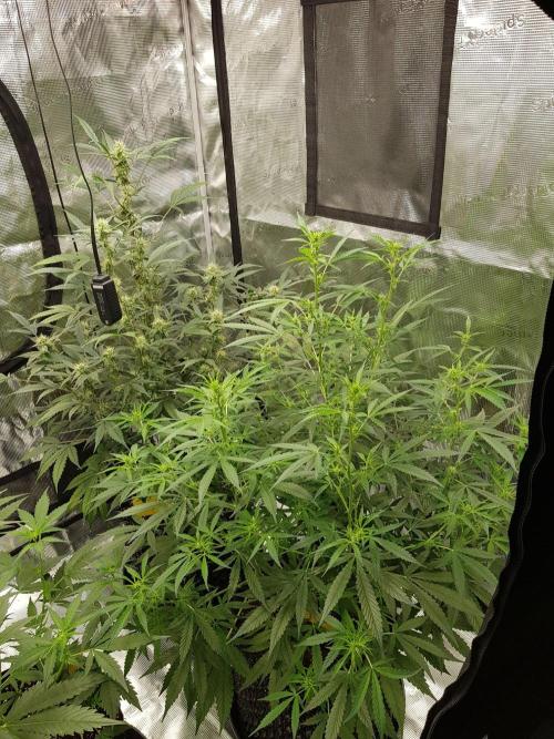 Pineapple Express Auto - Breeder Test. Week 9 - Tag 63 Seed Supplier