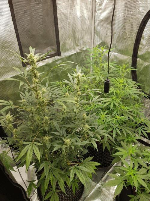 Pineapple Express Auto - Breeder Test. Week 9 - Tag 63 Fast Buds