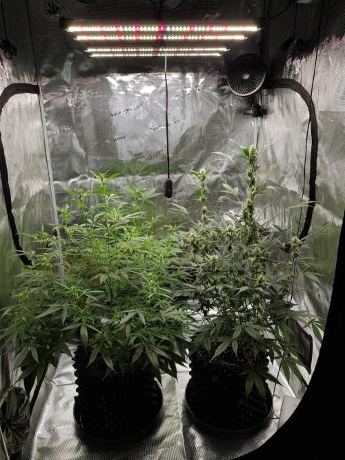 Pineapple Express Auto - Breeder Test. Week 9 - Tag 63