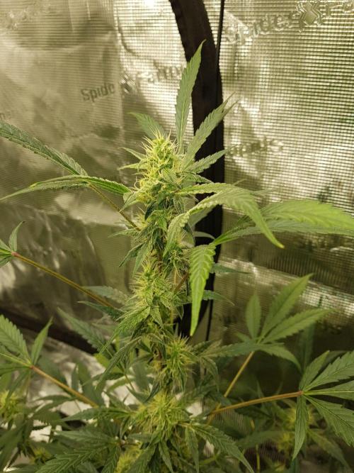 Pineapple Express Auto - Breeder Test. Week 9 - Tag 63 Fast Buds