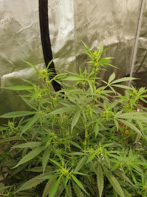 Pineapple Express Auto - Breeder Test. Week 9 - Tag 63 Seed Supplier