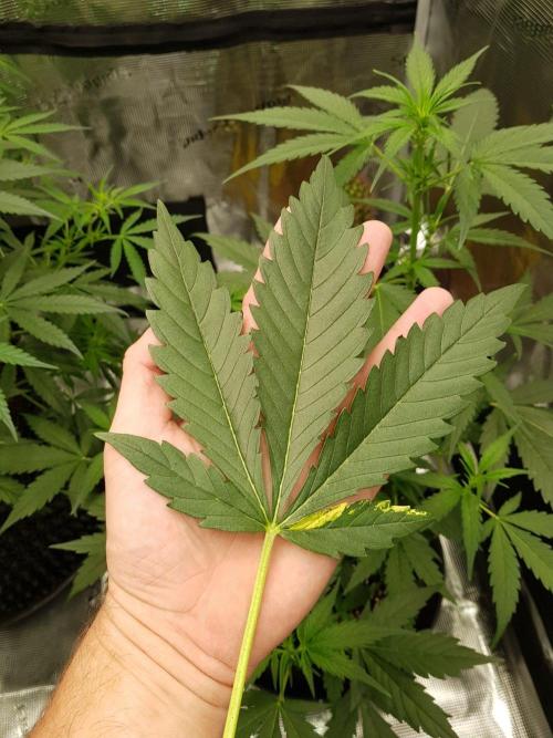 G-Nana Auto by Good Genetix. Week 5 - 33 Tag