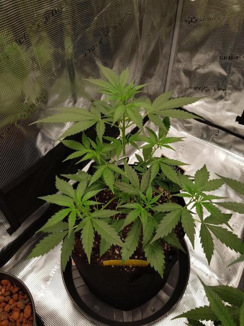 G-Nana Auto by Good Genetix. Week 5 - 29 Tag