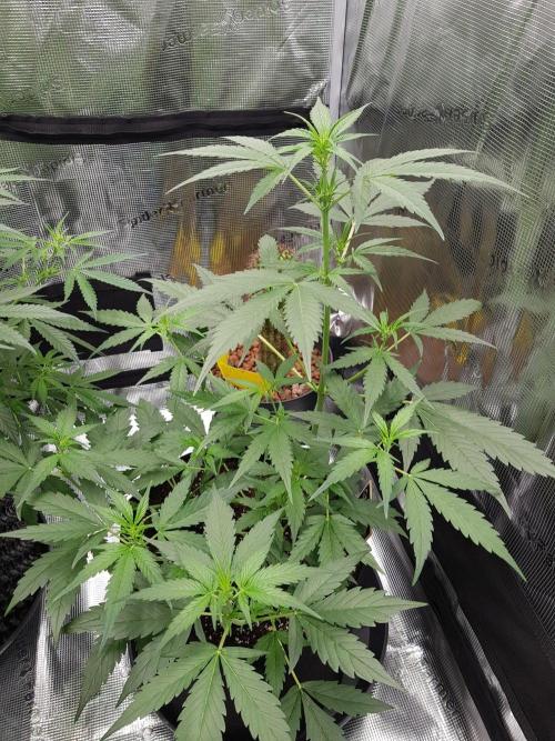G-Nana Auto by Good Genetix. Week 5 - 33 Tag