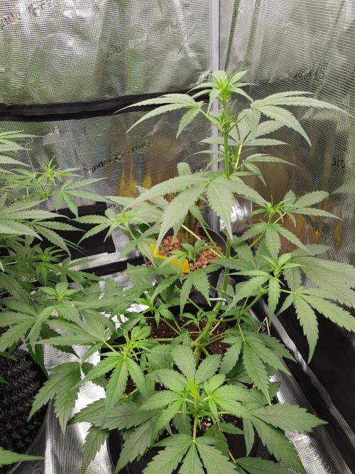 G-Nana Auto by Good Genetix. Week 5 - 33 Tag