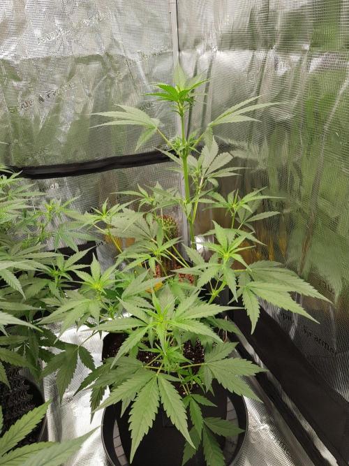 G-Nana Auto by Good Genetix. Week 5 - 35 Tag
