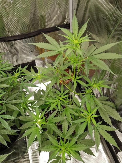 G-Nana Auto. Week 5