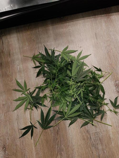 Pineapple Express Auto - Breeder Test. Week 10 - 69 Tag Seed Supplier nochmal entlaubt