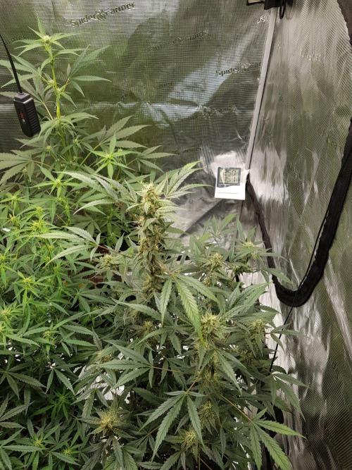 Pineapple Express Auto - Breeder Test. Week 10 - Tag 70 Fast Buds
