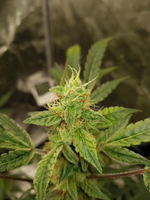 Pineapple Express Auto - Breeder Test. Week 10 - Tag 70 Fast Buds