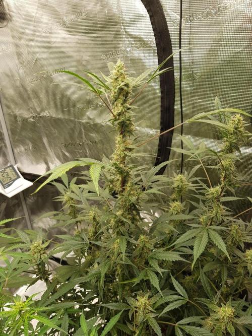 Pineapple Express Auto - Breeder Test. Week 10 - Tag 70 Fast Buds