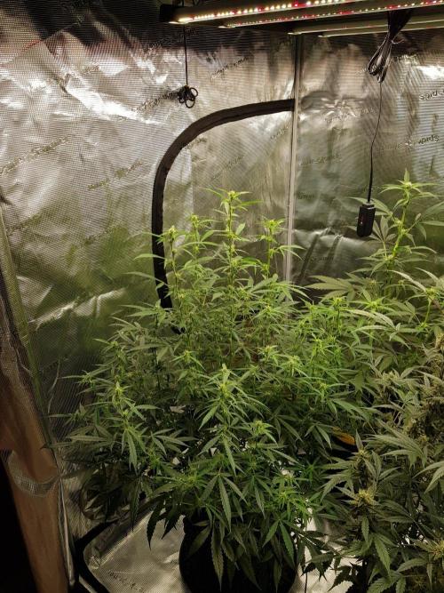 Pineapple Express Auto - Breeder Test. Week 10 - Tag 70 Seed Supplier