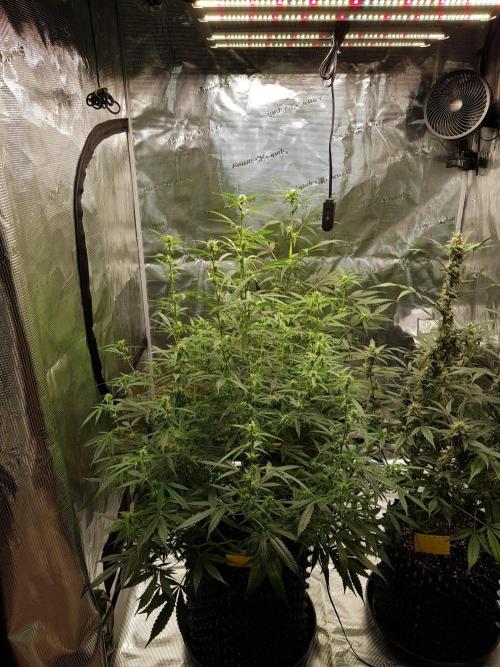 Pineapple Express Auto - Breeder Test. Week 10 - Tag 70 Seed Supplier