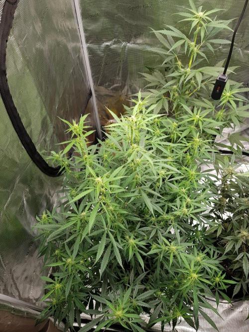 Pineapple Express Auto - Breeder Test. Week 10 - Tag 70 Seed Supplier