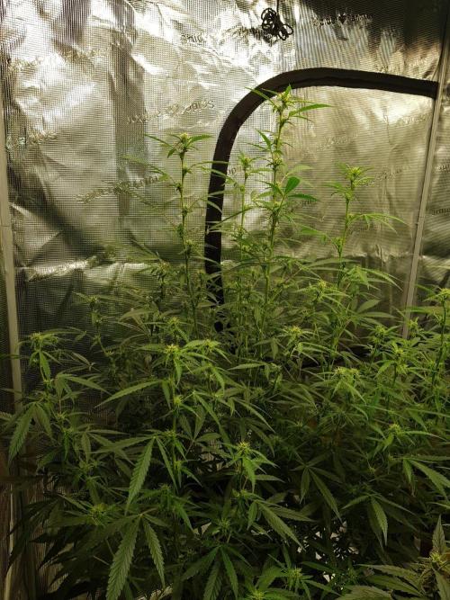 Pineapple Express Auto - Breeder Test. Week 10 - Tag 70 Seed Supplier