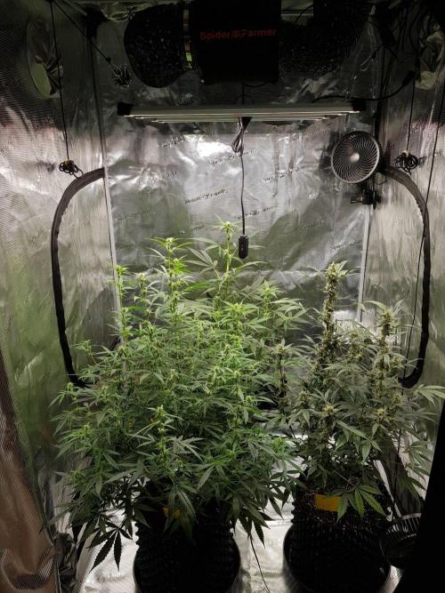Pineapple Express Auto - Breeder Test. Week 10 - Tag 70