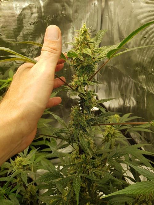 Pineapple Express Auto - Breeder Test. Week 10 - Tag 70 Fast Buds