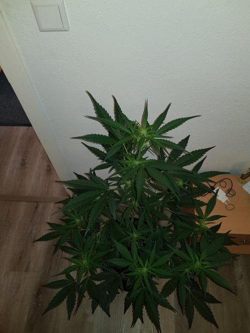 G-Nana Auto by Good Genetix. Week 6 - 38 Tag
