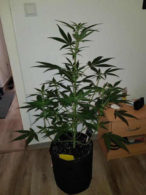 G-Nana Auto by Good Genetix. Week 6 - 38 Tag