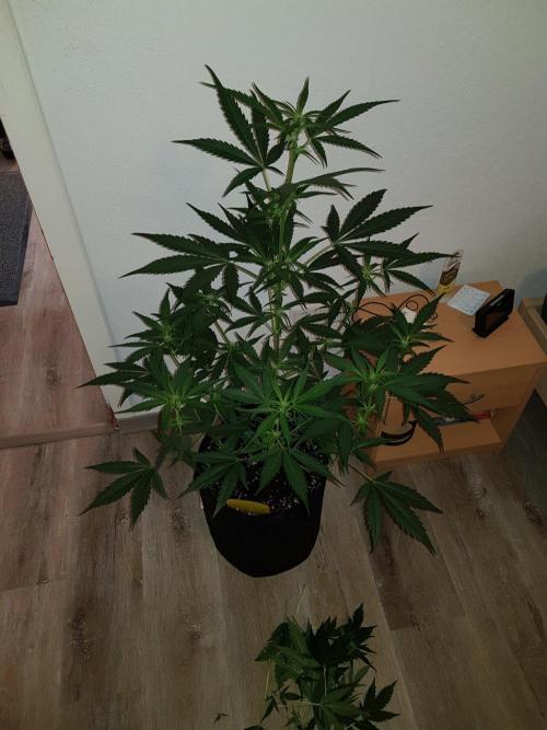 G-Nana Auto by Good Genetix. Week 6 - 38 Tag