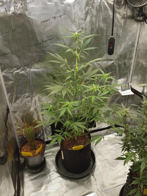 G-Nana Auto by Good Genetix. Week 6 - 42 Tag