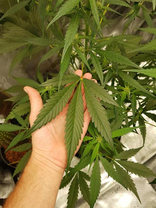 G-Nana Auto by Good Genetix. Week 6 - 42 Tag