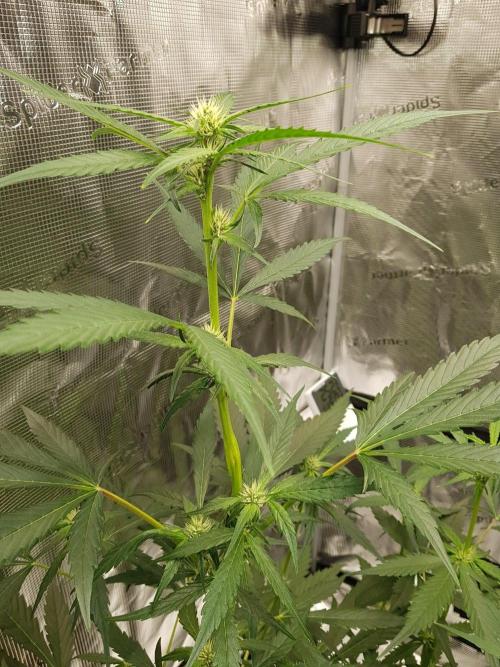 G-Nana Auto by Good Genetix. Week 6 - 42 Tag