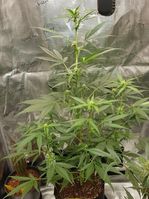 G-Nana Auto by Good Genetix. Week 6 - 42 Tag