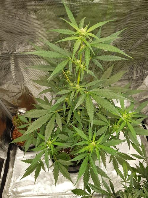 G-Nana Auto by Good Genetix. Week 6 - 42 Tag