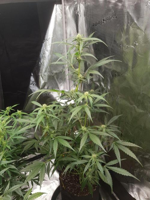 G-Nana Auto by Good Genetix. Week 7 - Tag 45