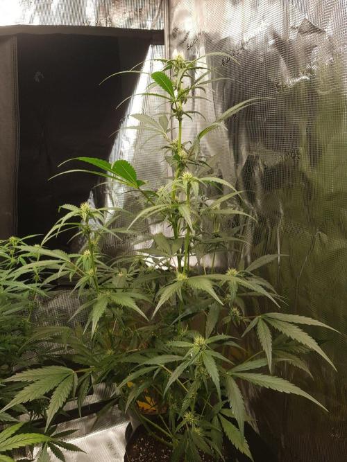 G-Nana Auto by Good Genetix. Week 7 - Tag 45