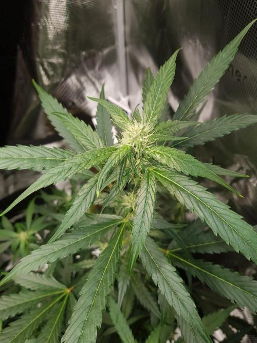 G-Nana Auto by Good Genetix. Week 7 - Tag 45