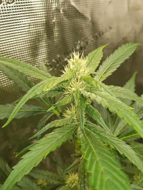 G-Nana Auto by Good Genetix. Week 7 - Tag 47