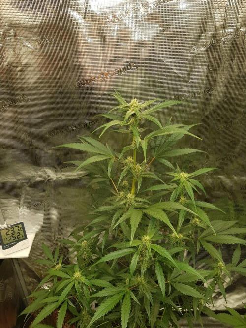 G-Nana Auto by Good Genetix. Week 7 - Tag 47