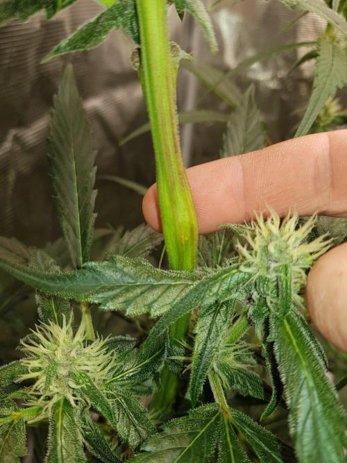 G-Nana Auto by Good Genetix. Week 7 - Tag 47