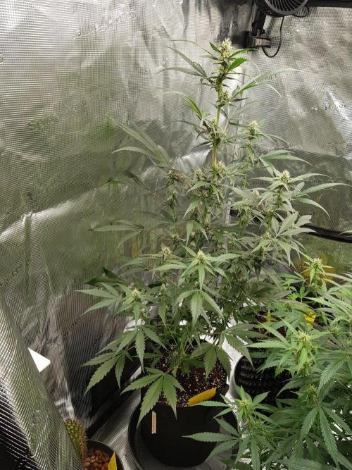 G-Nana Auto by Good Genetix. Week 7 - Tag 49