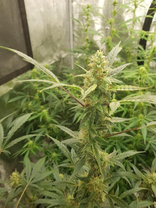 Pineapple Express Auto - Breeder Test. Week 11 - Tag 73 Fast Buds