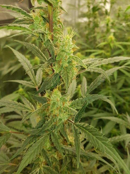 Pineapple Express Auto - Breeder Test. Week 11 - Tag 73 Fast Buds