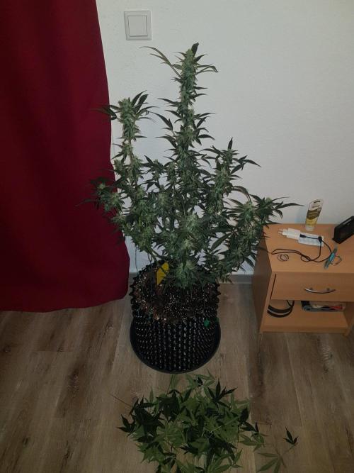 Pineapple Express Auto - Breeder Test. Week 11 - Tag 73 Fast Buds