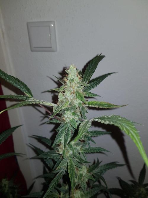 Pineapple Express Auto - Breeder Test. Week 11 - Tag 73 Fast Buds