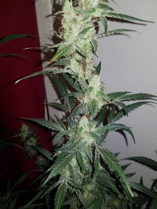 Pineapple Express Auto - Breeder Test. Week 11 - Tag 73 Fast Buds