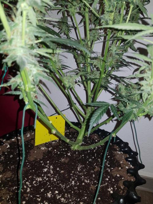 Pineapple Express Auto - Breeder Test. Week 11 - Tag 73 Fast Buds